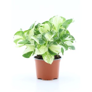 t.b.t. roślina doniczkowa z zielono-białymi liśćmi w brązowej doniczce.