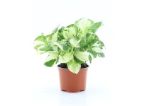 Epipremnum Majula Apple don. 12 cm