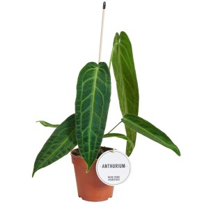 Zielone anturium (Kitnia) w brązowej doniczce z podłużnymi liśćmi.