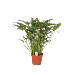 Zielona roślina doniczkowa t.b.t. w brązowej doniczce, duża roślina do wnętrz.