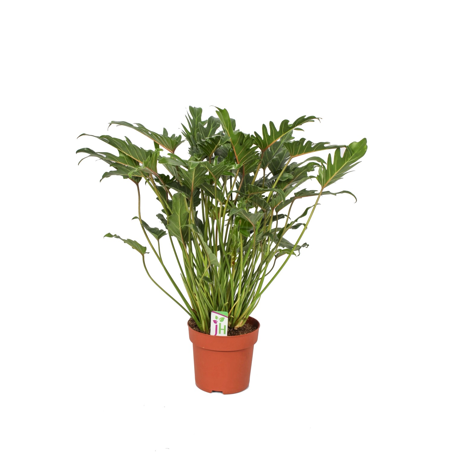 Filodendron (Philodendron) Xanadu - don. 21 cm