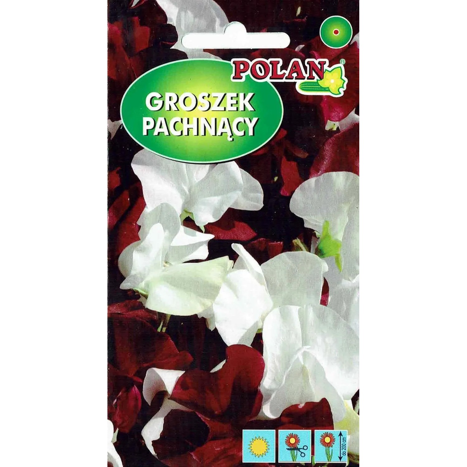 Groszek pachnący Night and Day 2 g