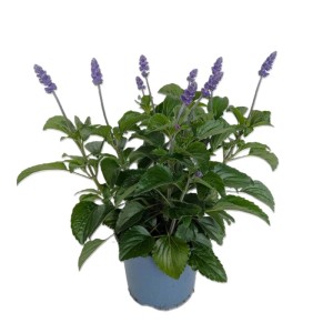 Szałwia mączysta Mystic Spires (Salvia farinacea) don. 17 cm