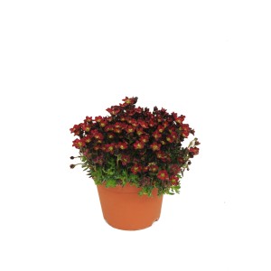 Kwitnąca roślina t.b.t. z czerwonymi kwiatami w doniczce.