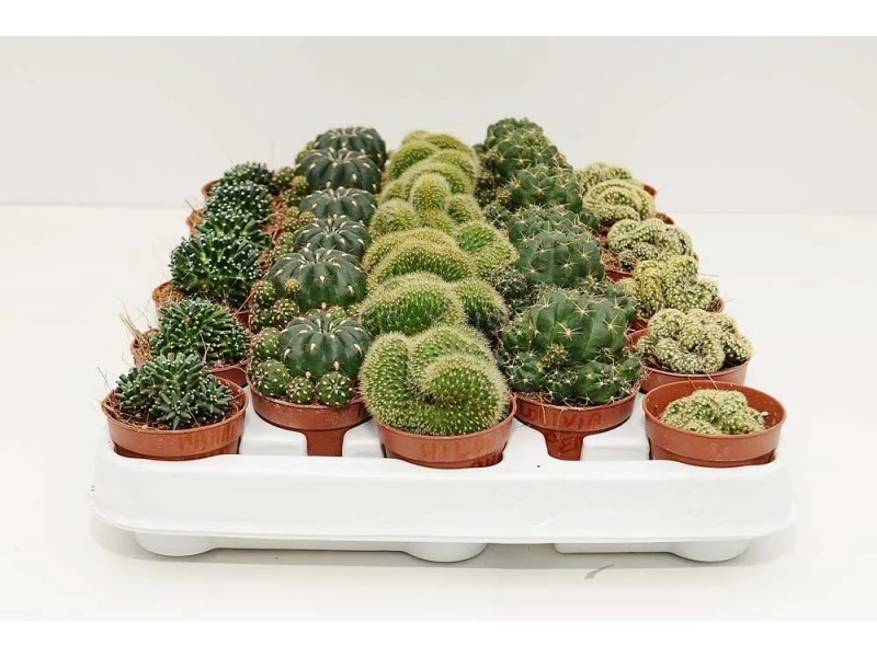 Kaktus mix - don. 5,5 cm kupuj w OBI