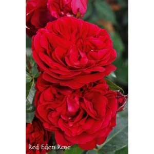 Zbliżenie czerwonej róży rabatowej z bujnymi płatkami.