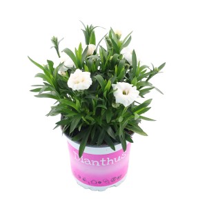 Goździk ogrodowy "I Love U" z białymi kwiatami w doniczce, wysokość ok. 15-20 cm.