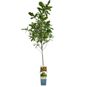 Nasz Polski Las mix don. 2 l