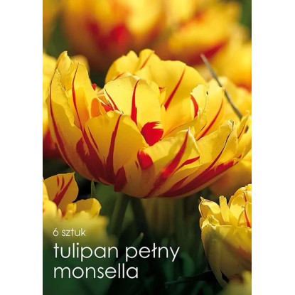 Tulipan odm. Monsella (Tulipa sp.) - 6 szt.