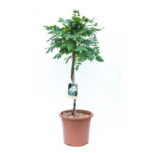 t.b.t. Roślina doniczkowa w doniczce z zielonymi liśćmi.