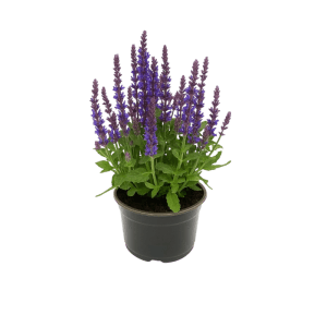 Szałwia omszona Salvia nemorosa z fioletowo-niebieskimi kwiatami w doniczce (ok. 15 cm). Odporna bylina.
