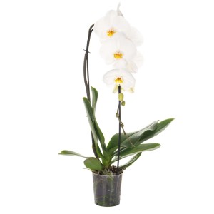 Biała orchidea w doniczce, elegancka roślina doniczkowa do Twojego domu.