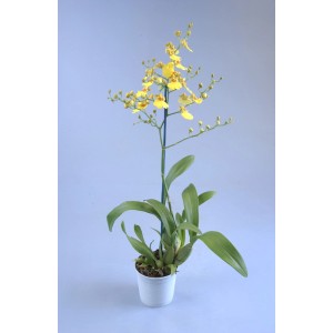 Żółta orchidea t.b.t. w doniczce. Elegancka roślina doniczkowa do Twojego domu.