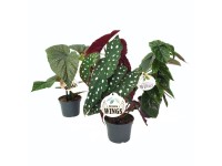 Begonia Wings mix don. 12 cm