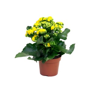 Żyworódka (Kalanchoe) żółta w doniczce.