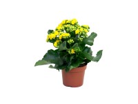 Żyworódka pełna (Kalanchoe sp.)