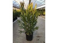Oleander krzew - wys. 100-125 cm