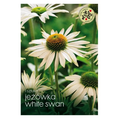 Jeżówka (White Swan) - 1 szt.