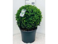 Ostrokrzew (Ilex Caroline) kula z gruntu - don. 31 cm