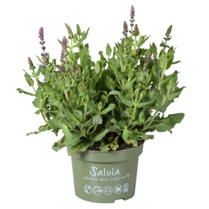 Szałwia (Salvia nemorosa Merleau Blue) wys. 35 cm