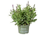 Szałwia (Salvia nemorosa Merleau Blue) wys. 35 cm