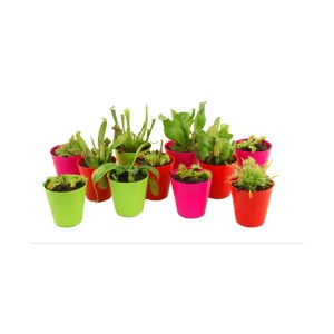 Różne rośliny mięsożerne w kolorowych doniczkach.