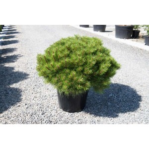 Zielona Sosna (Sosna) w czarnej doniczce.