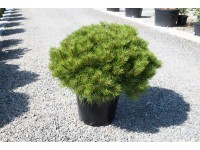 Sosna czarna (Marie Bregeo) - don. 30 l