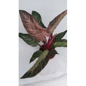 Roślina doniczkowa T.b.t. z zielono-różowymi paskowanymi liśćmi w doniczce.