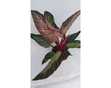 Filodendron (Philodendron) Pink Bikini - don. 17 cm