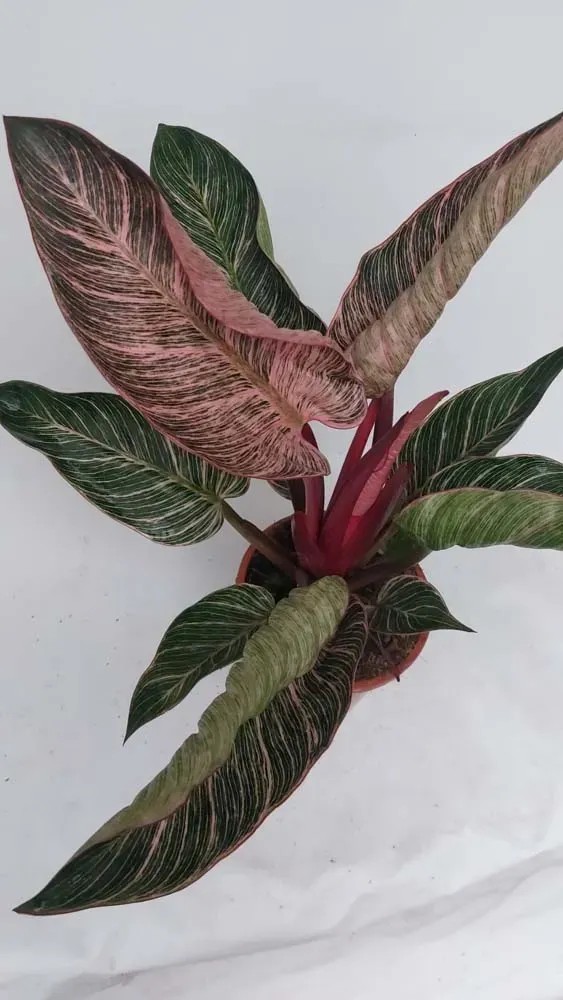 rubber plant Burgundy Rubber Tree – Plant Shop GR main image 1