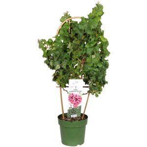 Młode Dzikie wino (Winorośl dzika) w doniczce z podpórką.