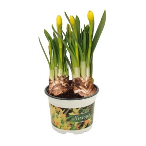 Cebulki narcyzów w doniczce z żółtymi pąkami, idealne na wiosnę.