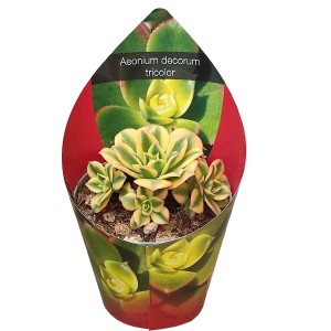 Sukulent Aeonium decorum tricolor w doniczce z papierową banderolą.