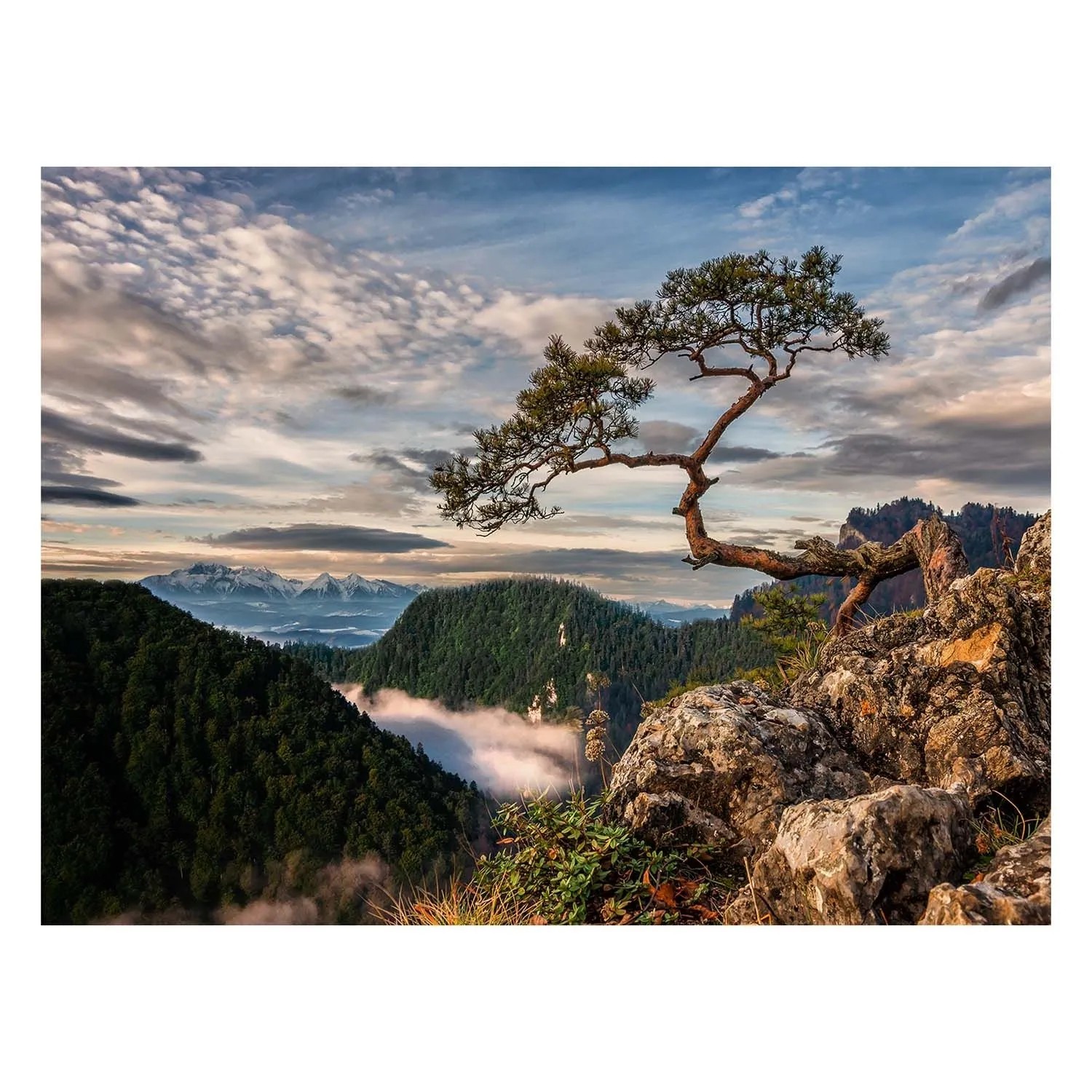 STYLER Obraz Canvas SOKOLICA ST700 85 x 113 cm