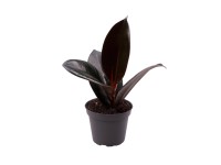 Fikus (Ficus Robusta) - don. 6 cm