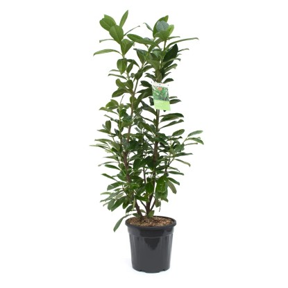 Laurowiśnia wschodnia Novita wys. 100-110 cm don. 10l