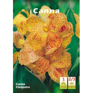 Żółto-pomarańczowa Canna 'Kleopatra' z czerwonymi plamkami, egzotyczna cebulka kwiatowa do rabat i donic.