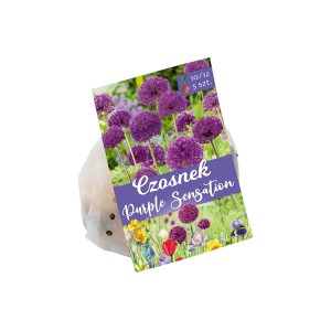Cebule 'Purple Sensation', 5 sztuk. Ozdobna cebula do ogrodu.