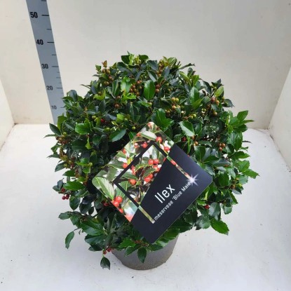 Ostrokrzew kula (Ilex Blue Maid) don. 28 cm