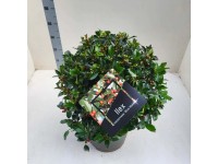 Ostrokrzew kula (Ilex Blue Maid) don. 28 cm