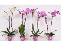 Storczyk - Orchidea - Ćmówka (Phalaenopsis sp.) mix 2 pędy wys. 80cm