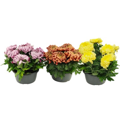 Chryzantema (Chrysanthemum) wielkokwiatowa 6+ kwiatów - don. 19 cm