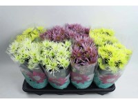 Chryzantema (Chrysanthemum) Spider mix - don. 14 cm