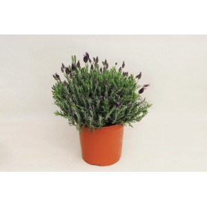 Roślina doniczkowa t.b.t. z fioletowymi kwiatami w doniczce.