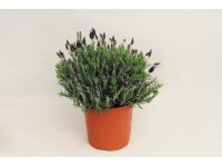 Lawenda (Stoechas Anouk) - don. 17 cm