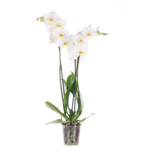 Biała orchidea w doniczce. Elegancka roślina doniczkowa do Twojego domu.