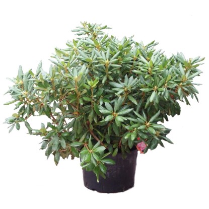Różanecznik Rhododendron z pąkami wys.25-30cm don.3,5L