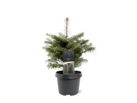 Jodła koreańska (Abies Koreana) - don. 19 cm