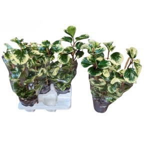 Peperomia na drabince (Peperomia sp.) don. 14 cm